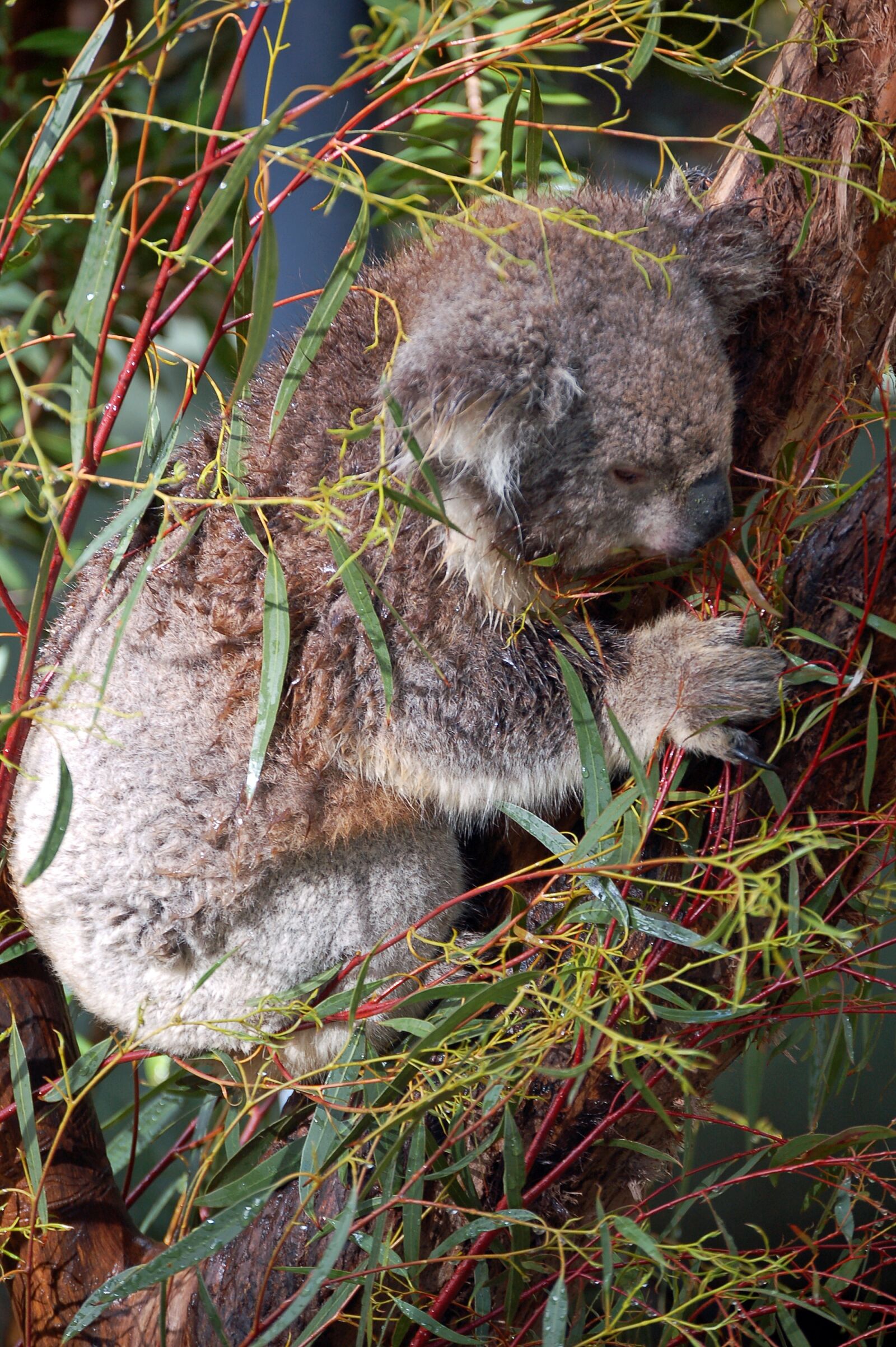 Nikon D50 sample photo. Koala, australia, marsupial photography