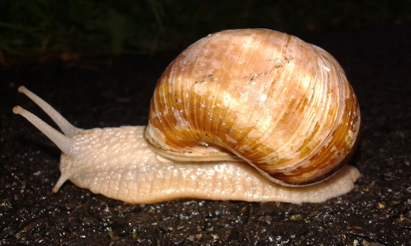 Samsung Galaxy Grand Neo sample photo. Nature, snail, worm photography