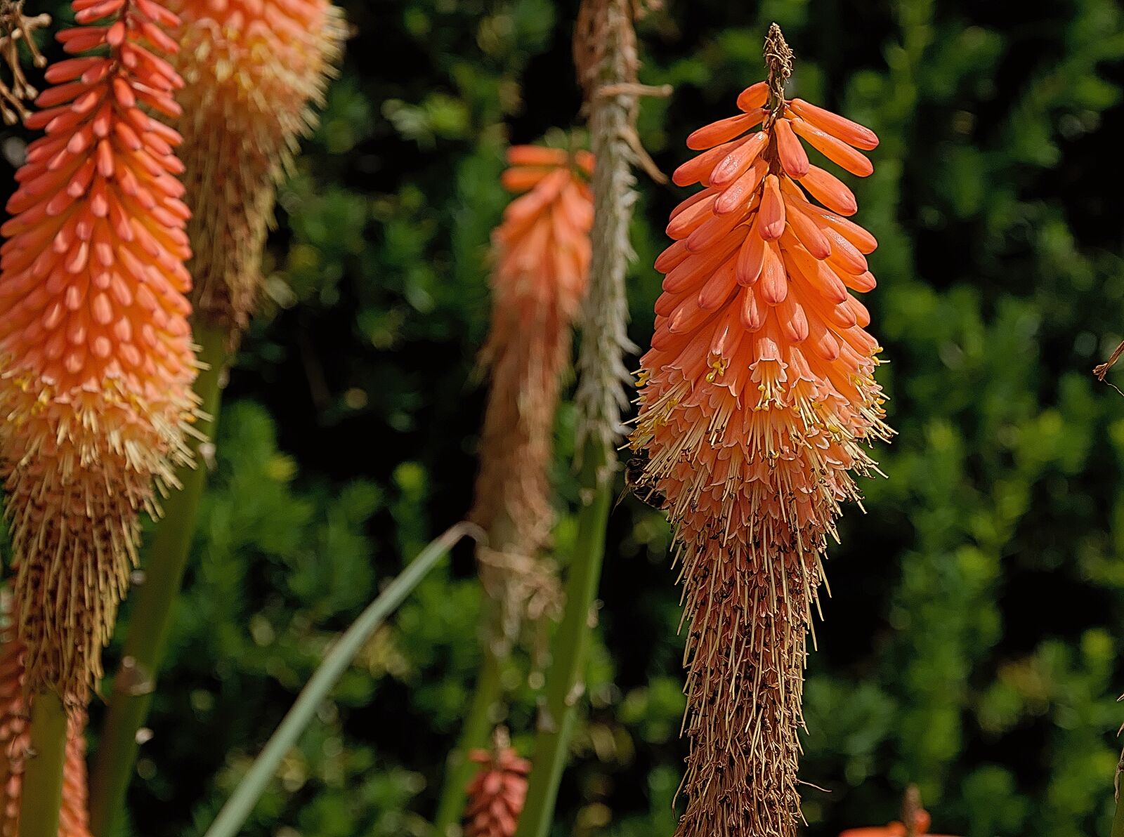 Nikon D3300 sample photo. Torch lily, flower, orange photography