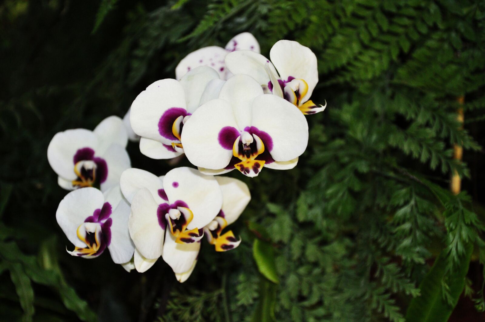 Nikon D5000 sample photo. Nature, color, colorful photography