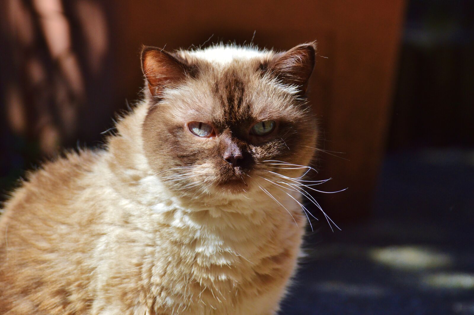 Nikon D3200 sample photo. Cat, breed cat, british photography