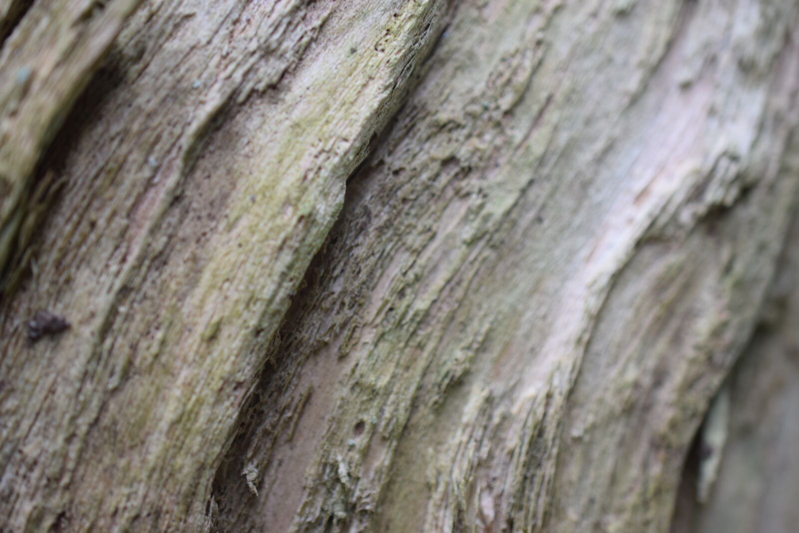 Nikon D5300 sample photo. Bark, wood, nature photography