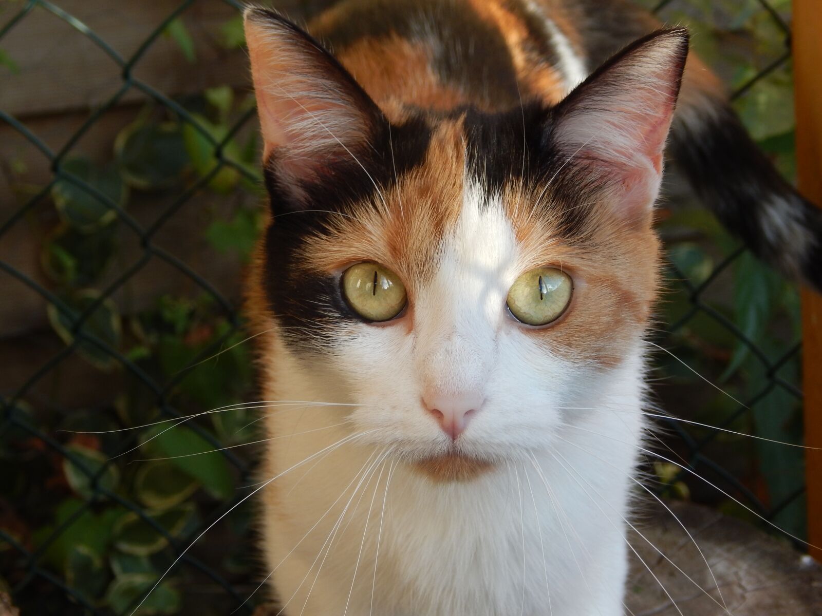 Nikon Coolpix L830 sample photo. Cat, feline, domestic animal photography