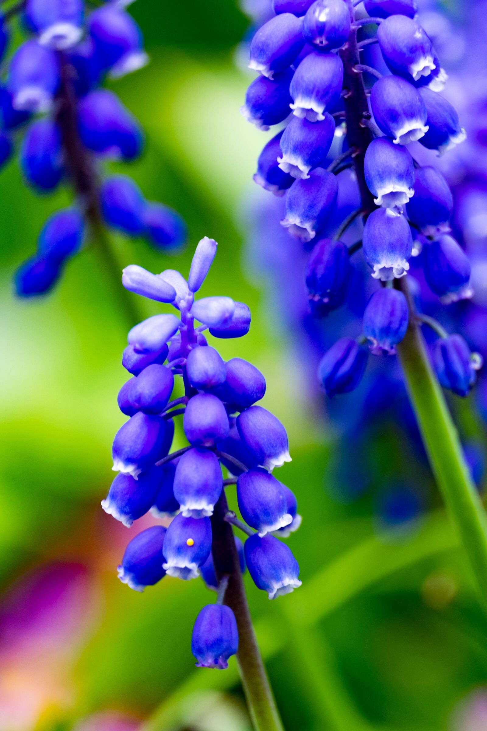 Fujifilm XF 55-200mm F3.5-4.8 R LM OIS sample photo. Szafirek, flower, spring photography