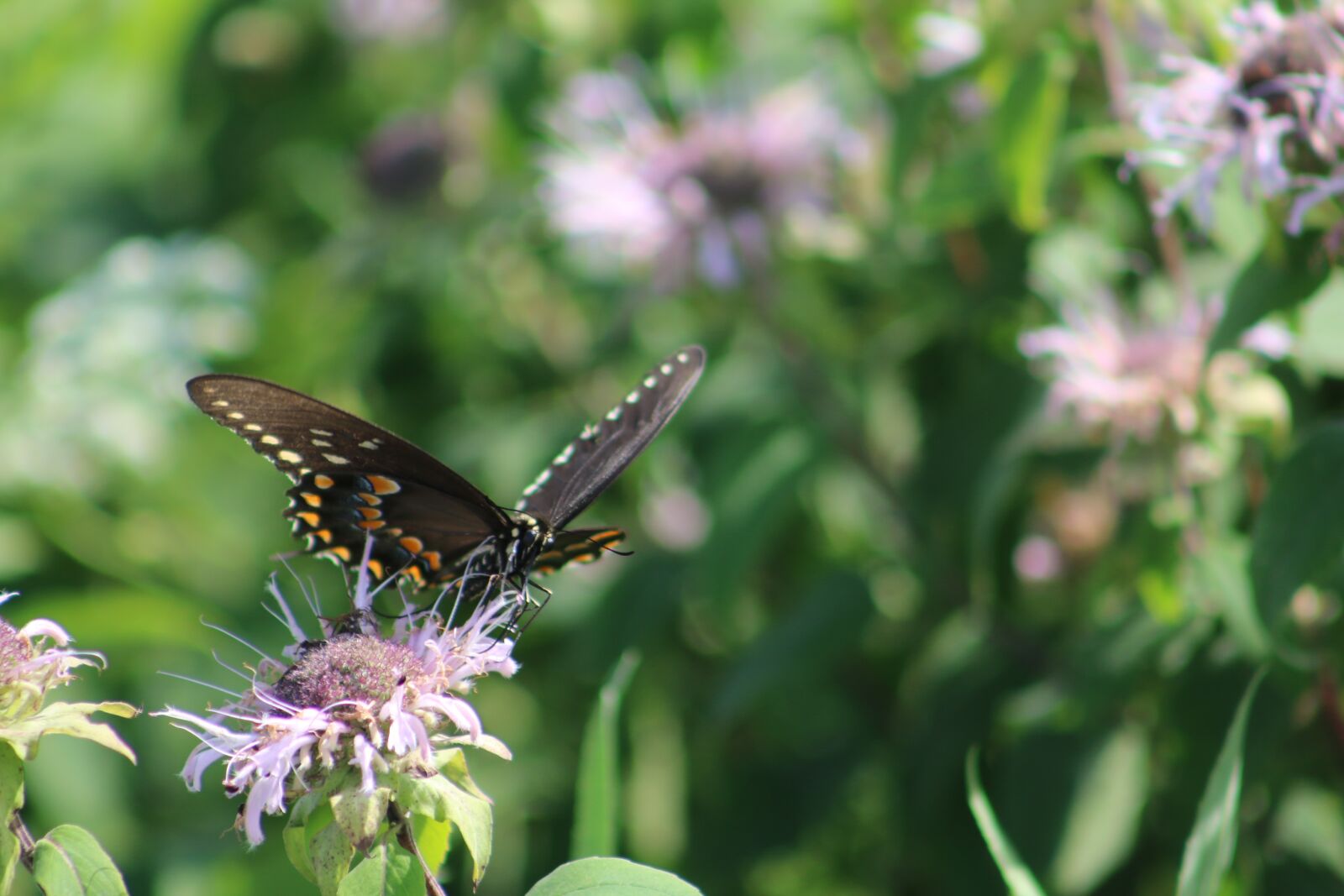 Canon EF 75-300mm f/4-5.6 sample photo. Butterfly, nature, flower photography