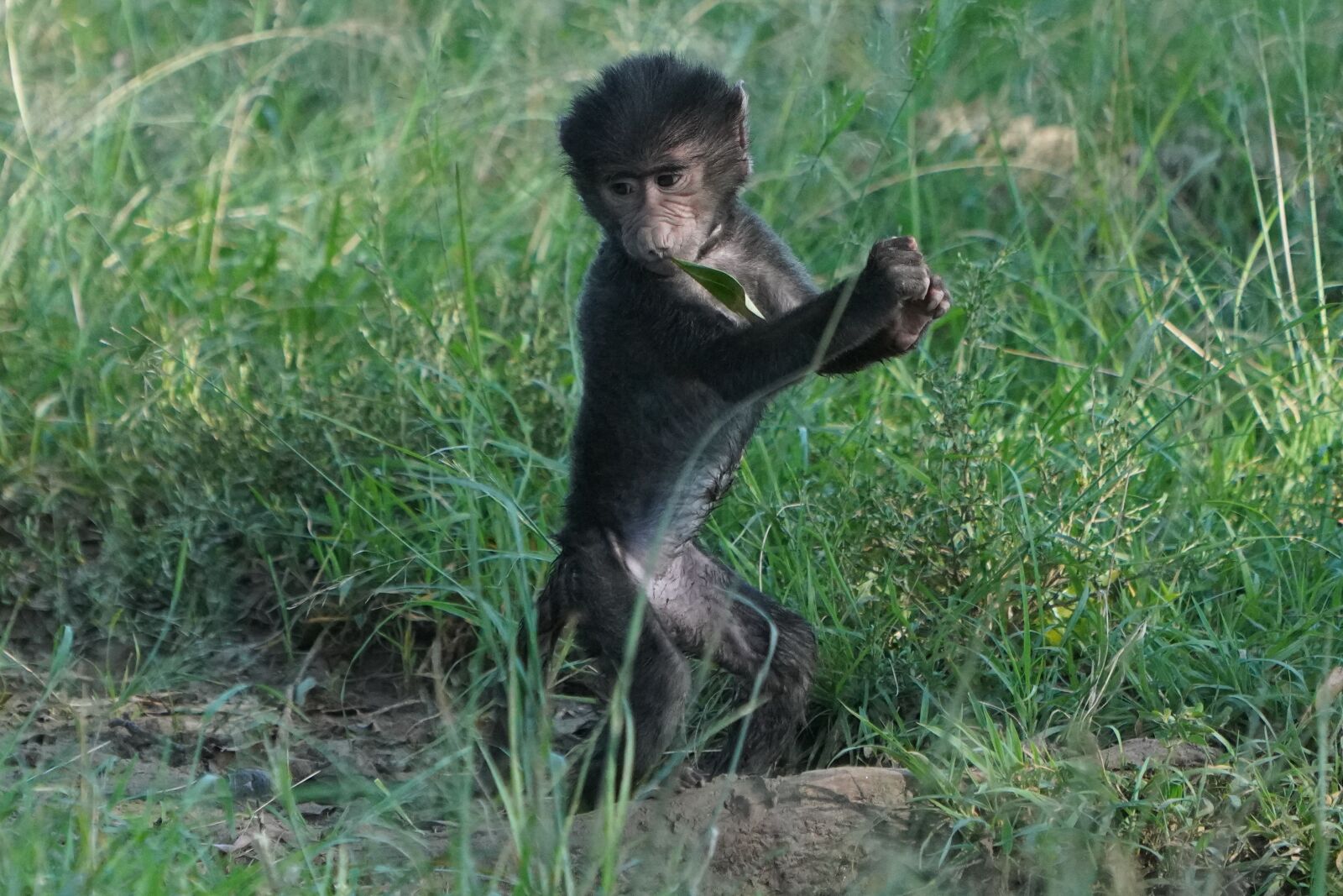 Sony a7R IV sample photo. Monkey, dancing, baboon photography