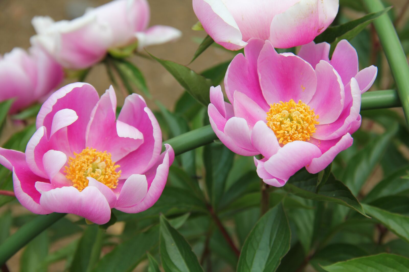 Canon EOS 550D (EOS Rebel T2i / EOS Kiss X4) sample photo. Paeonia lactiflora, peony, flowers photography
