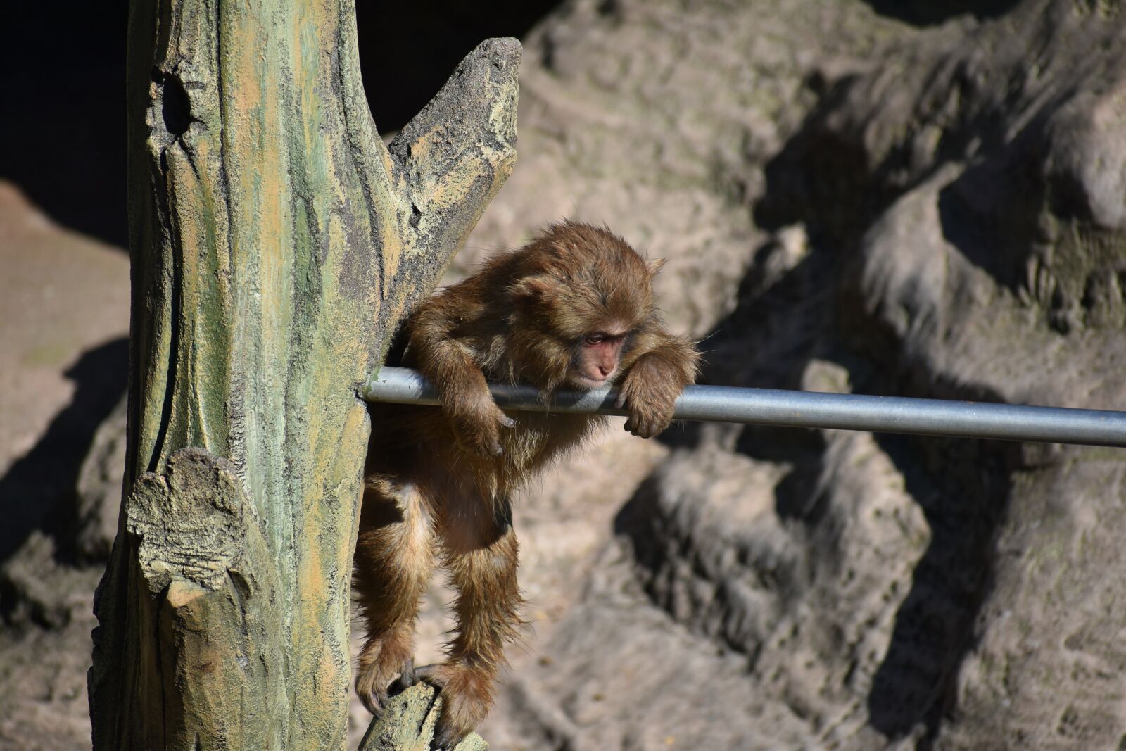 Nikon D7200 sample photo. Animal, monkey, baby japanese photography
