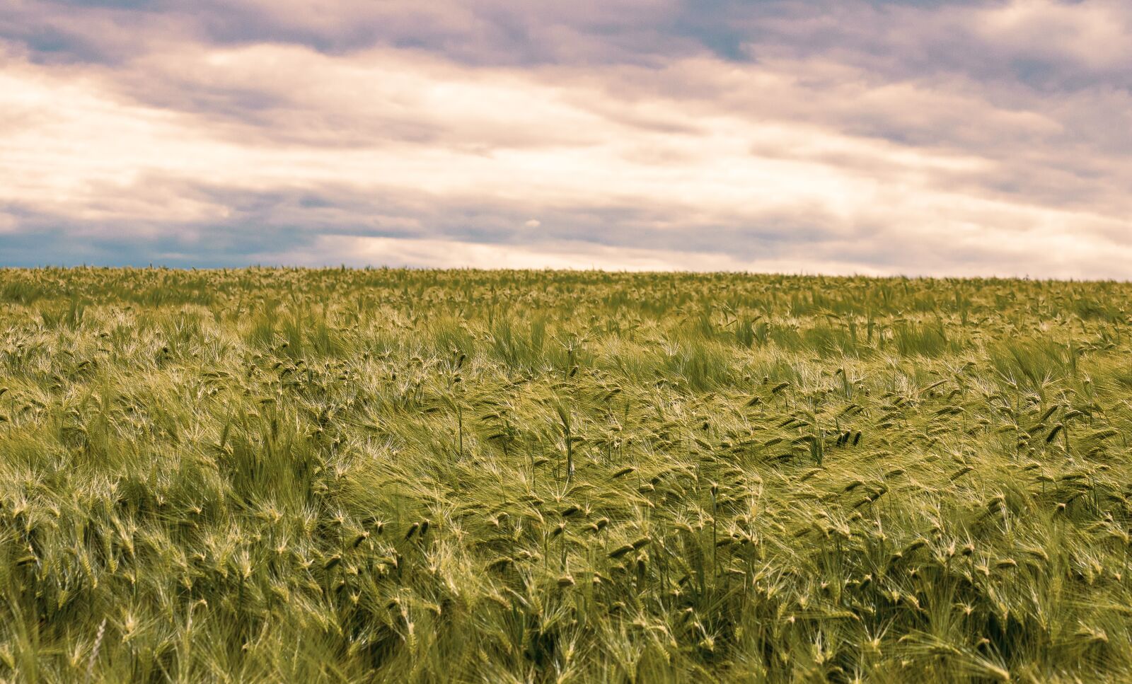 Canon EOS 6D Mark II sample photo. Barley, cereals, agriculture photography