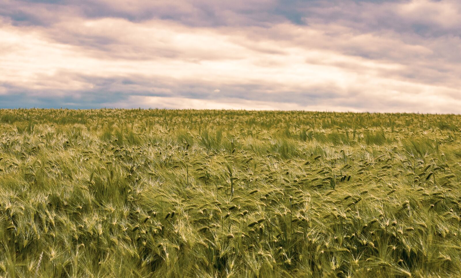 Canon EF 70-300mm F4-5.6 IS USM sample photo. Barley, cereals, agriculture photography