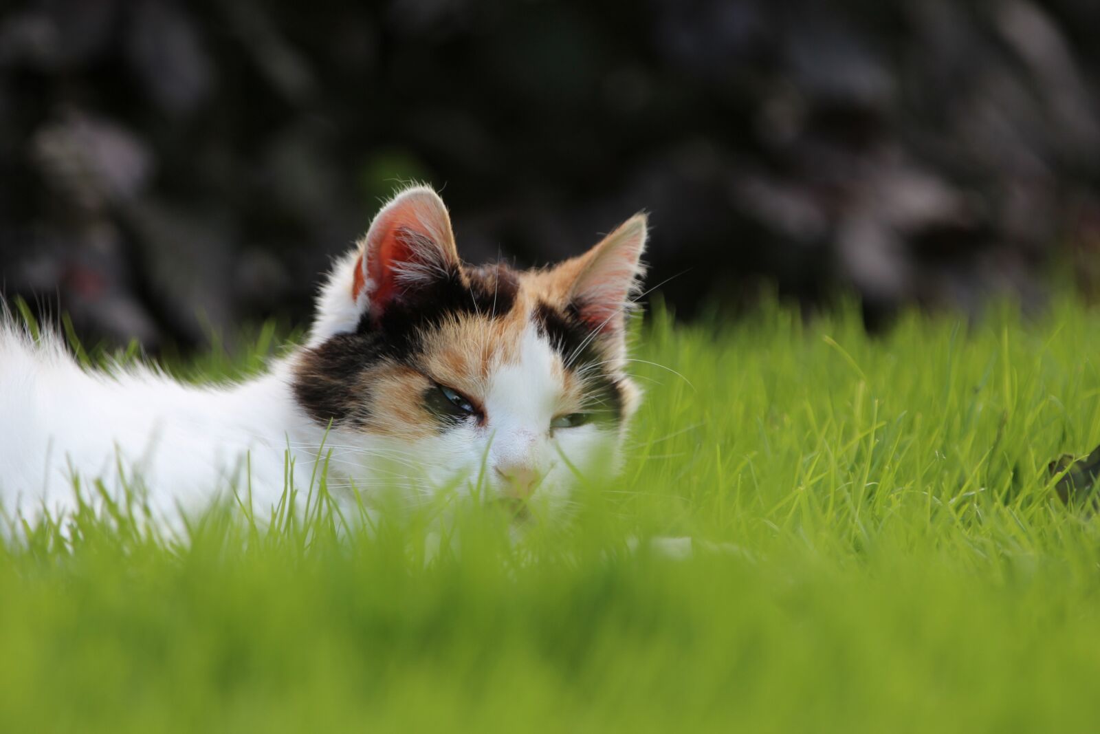 Canon EF 70-200mm F2.8L IS II USM sample photo. Cat, grass, relax photography