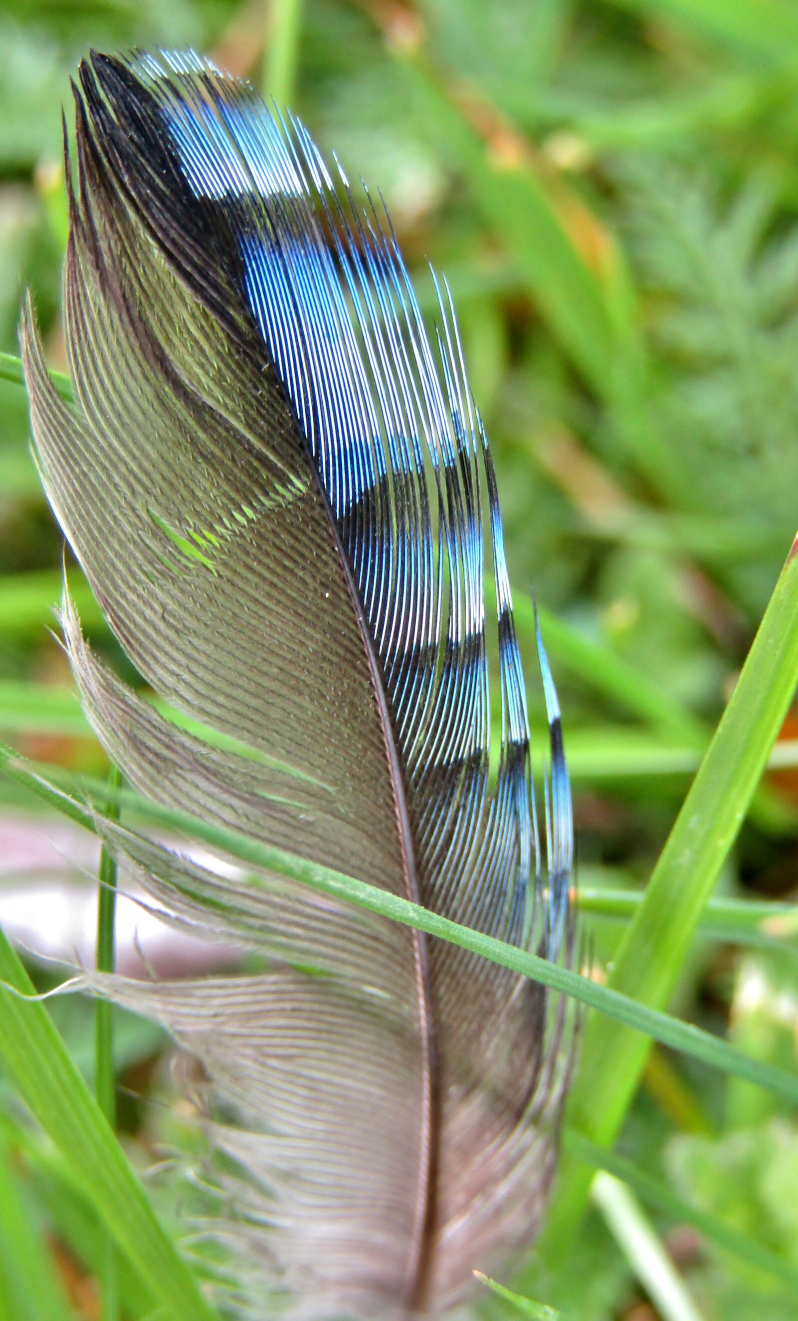 Canon POWERSHOT SX432 IS sample photo. Feather, jay, blue photography