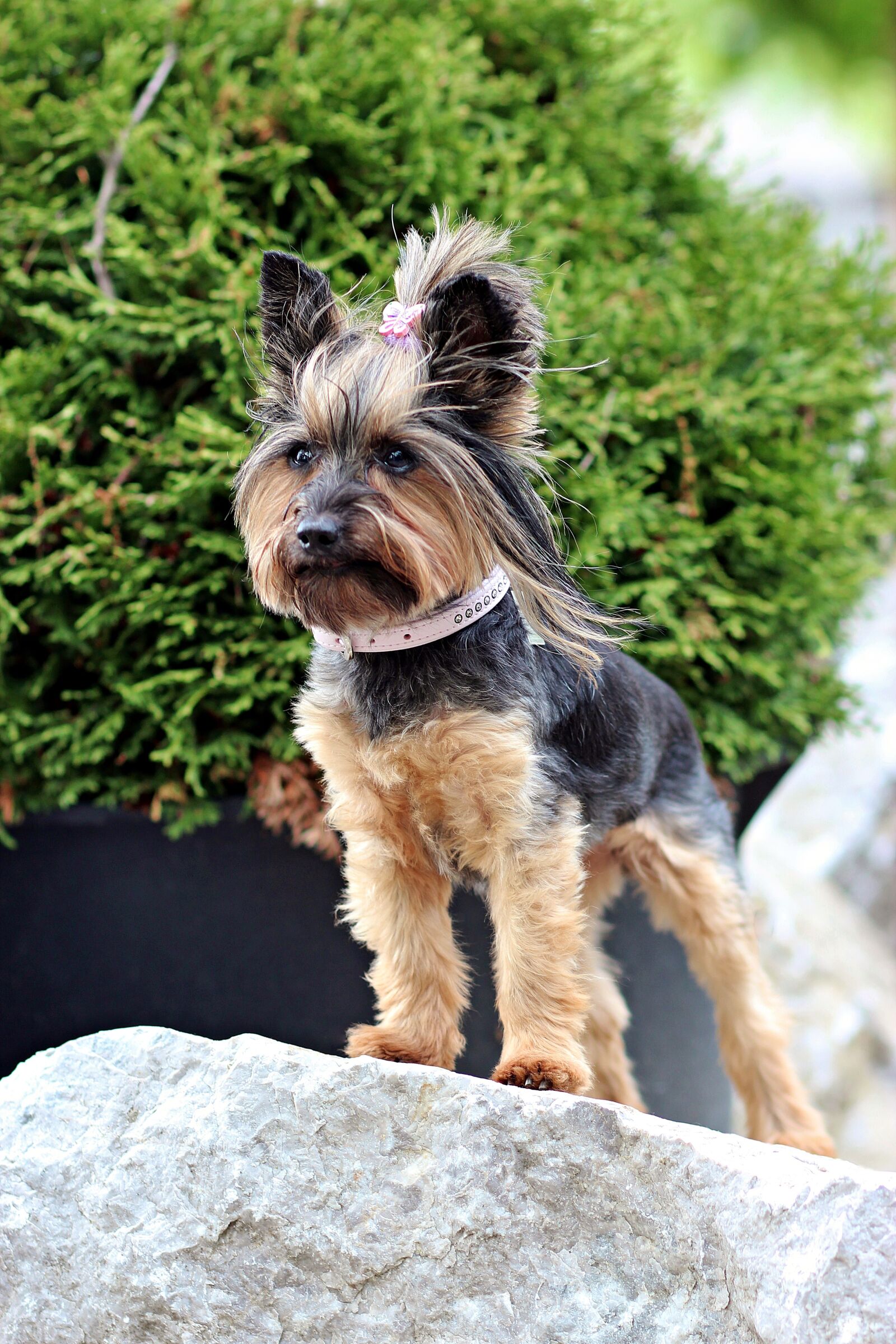 Canon EOS 600D (Rebel EOS T3i / EOS Kiss X5) sample photo. Yorkshire terrier, small dog photography