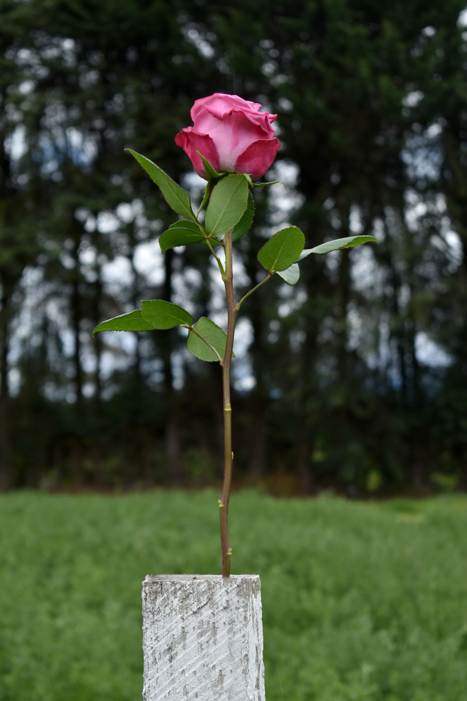 Nikon D3500 sample photo. Roses, pink, rose photography