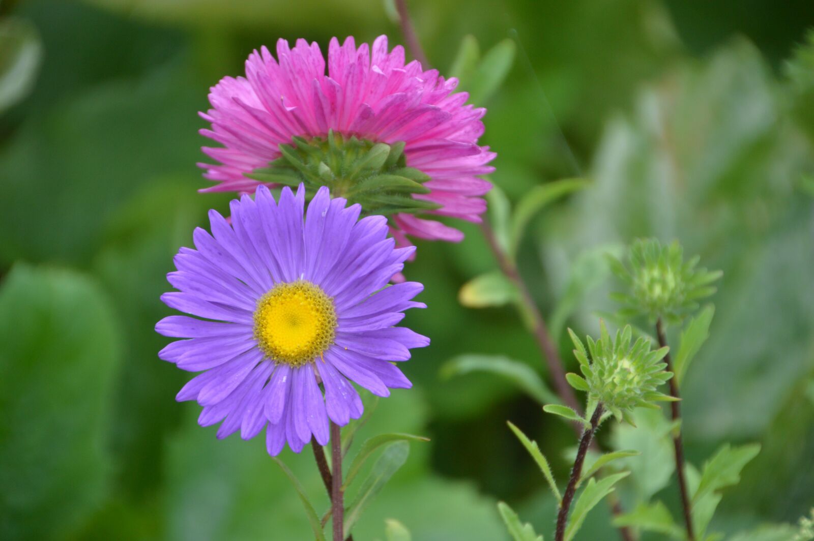 Nikon D3200 sample photo. Flower, decoration, garden photography