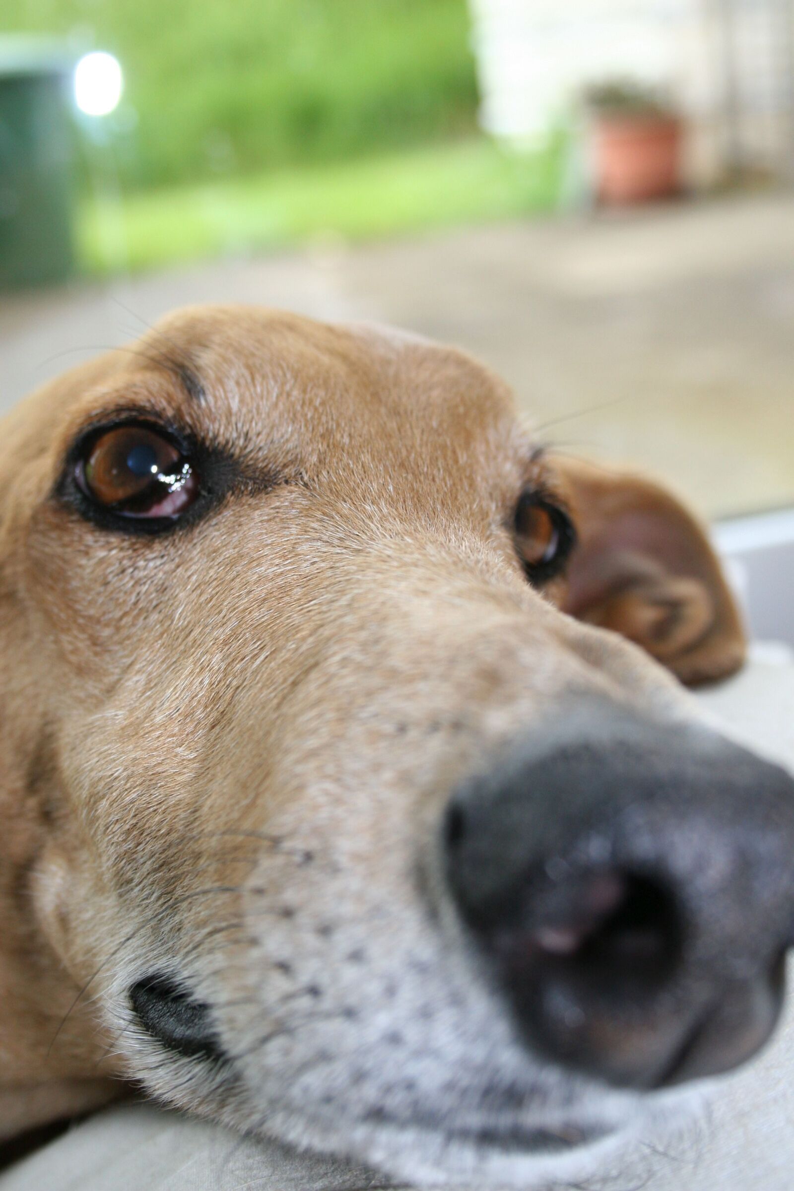 Canon EOS 20D sample photo. Dogs, pets, animals photography