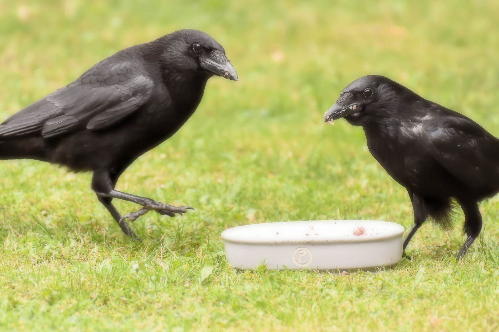 Nikon D7200 sample photo. Raven bird, crows bird photography