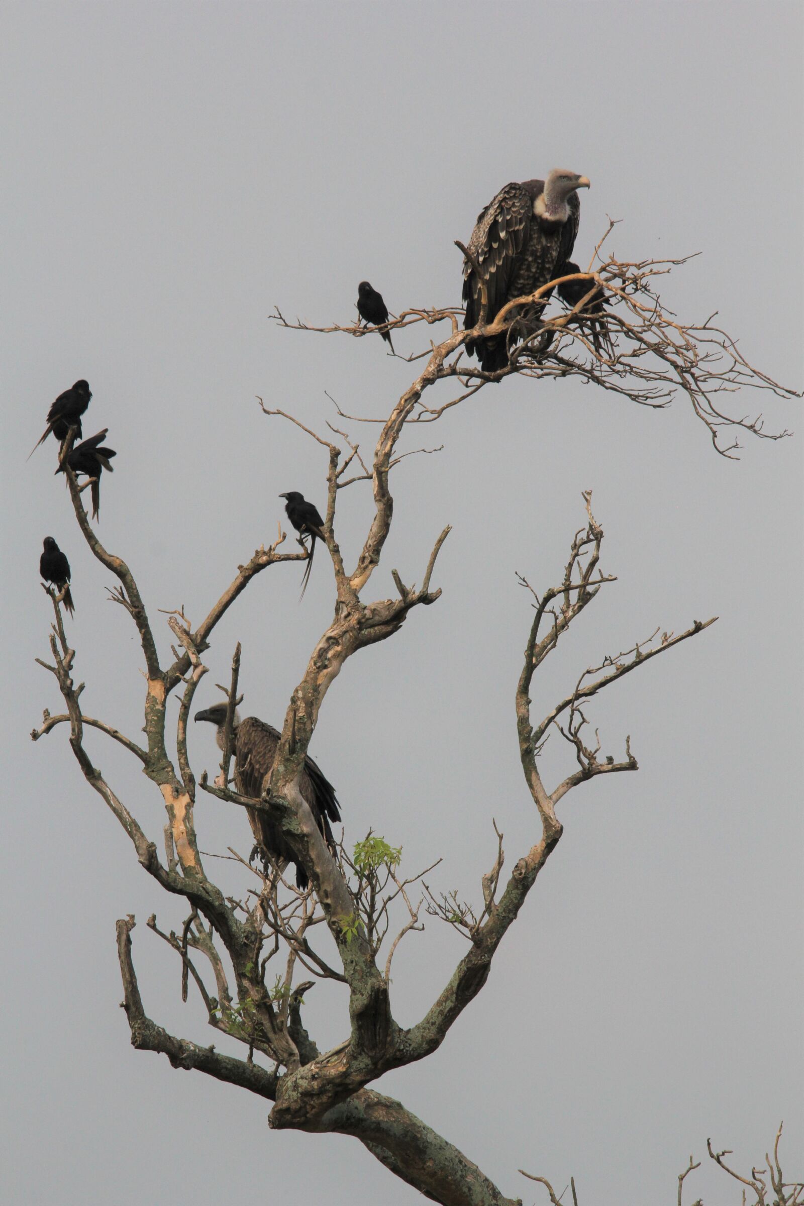 Canon EOS 60D sample photo. Vulture, bird, watching photography