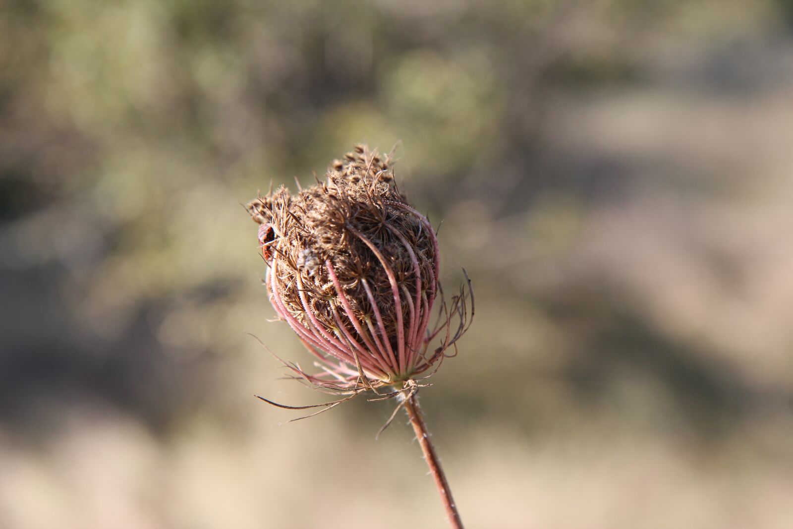 Canon EOS 600D (Rebel EOS T3i / EOS Kiss X5) sample photo. Grass, flowers dry, grasses photography