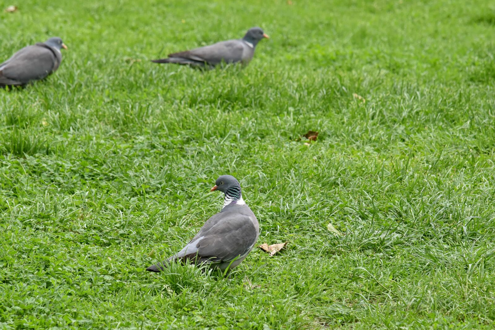 Nikon D5500 sample photo. Flock, grass, pigeon, beak photography
