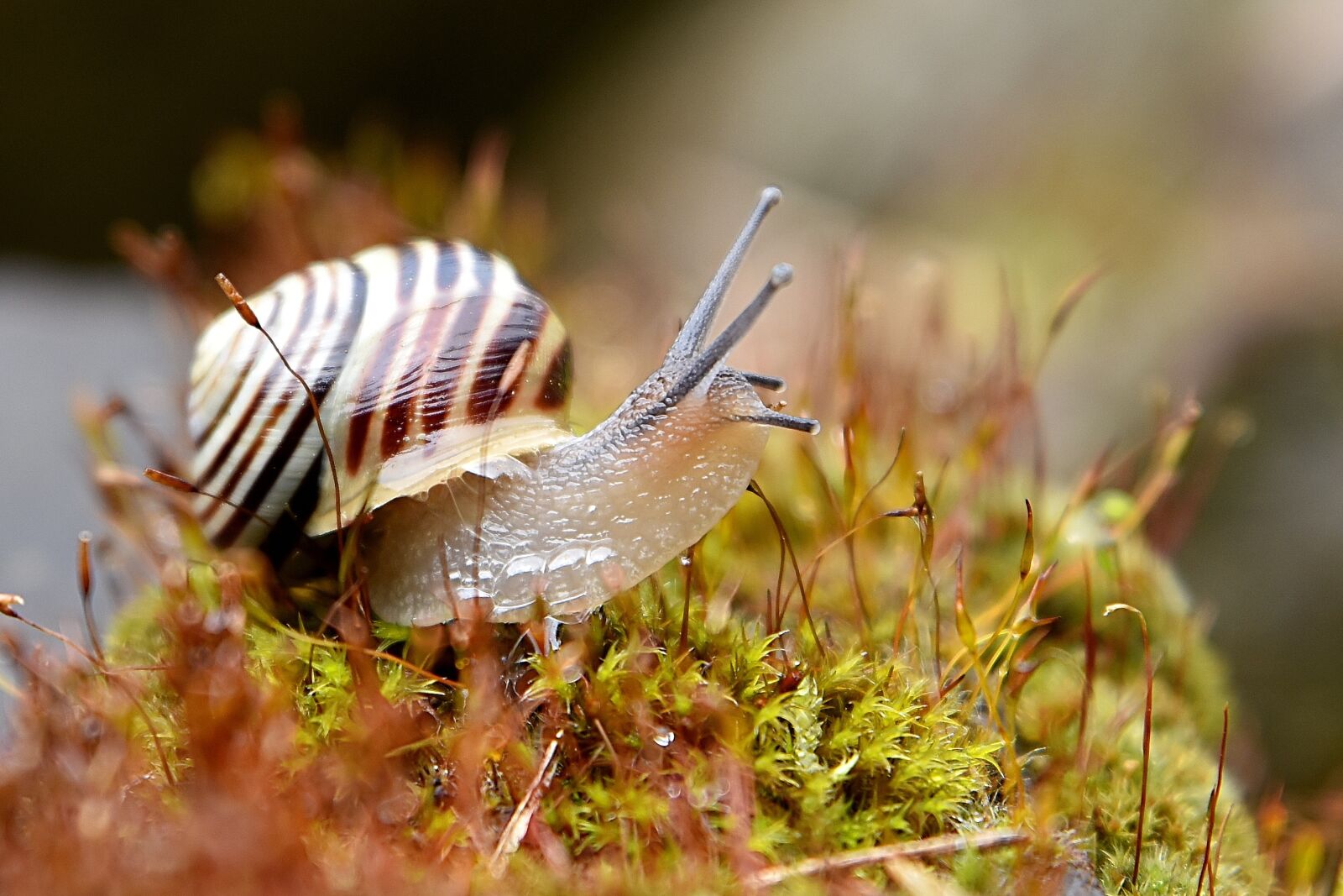 Nikon D7200 sample photo. Worm, garden, nature photography