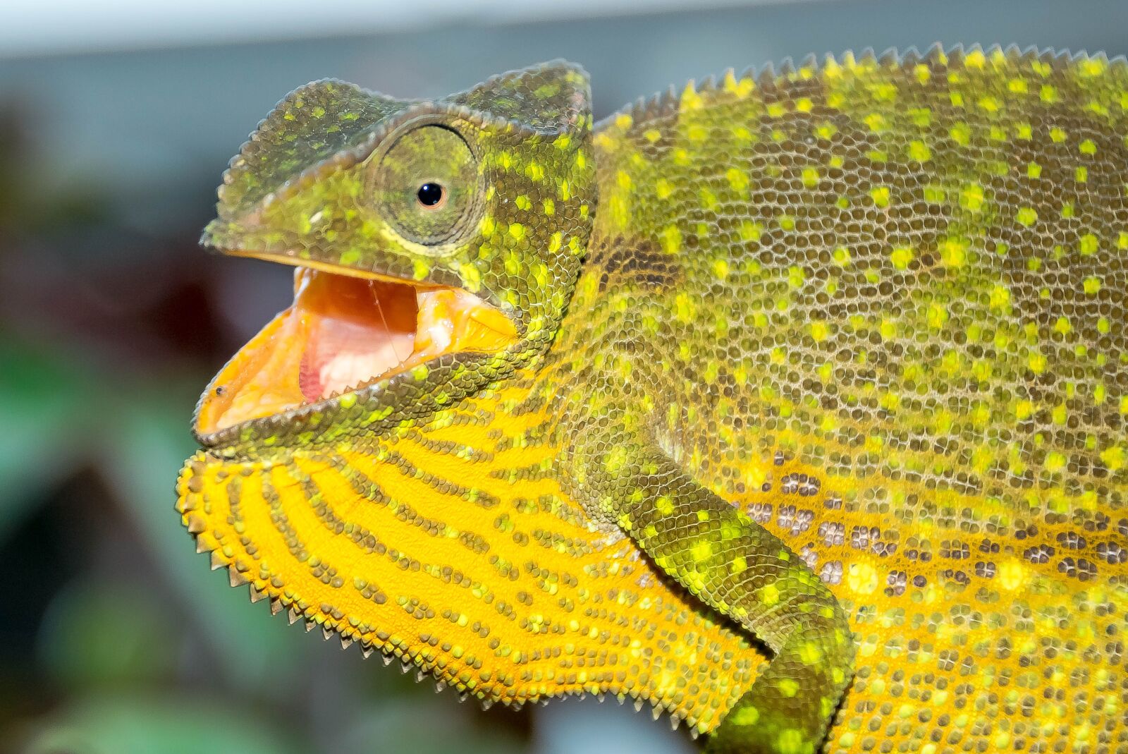 Nikon D5300 sample photo. Lizard, chameleon, animal photography