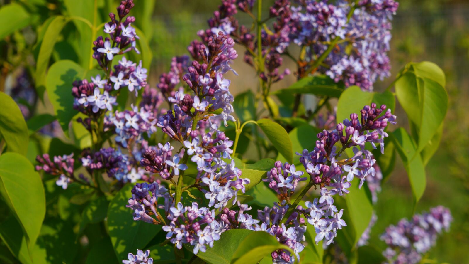 Sony Alpha a3000 + Sony E 18-55mm F3.5-5.6 OSS sample photo. Nature, plants, without photography