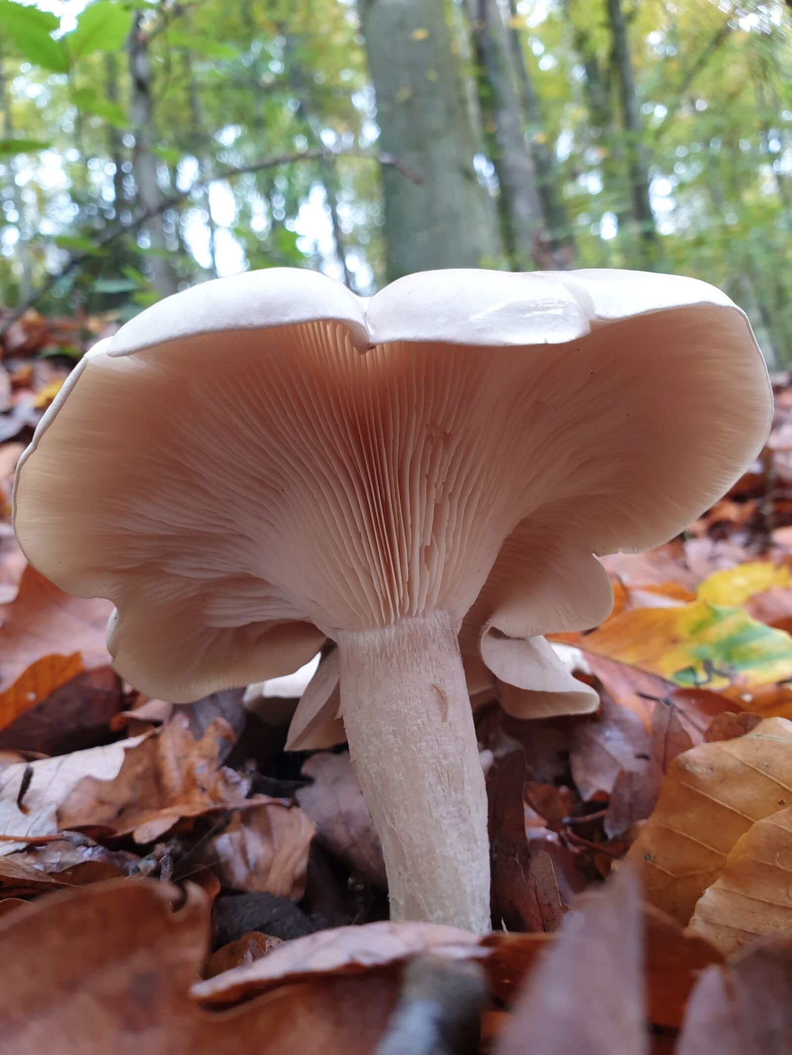Samsung Galaxy S9+ sample photo. Mushroom, woods, fungus photography