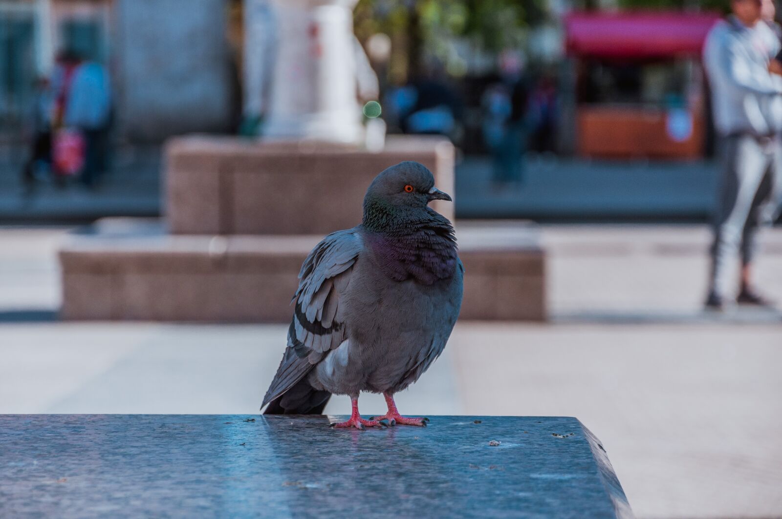 Nikon D90 sample photo. Pigeon, city, dove photography