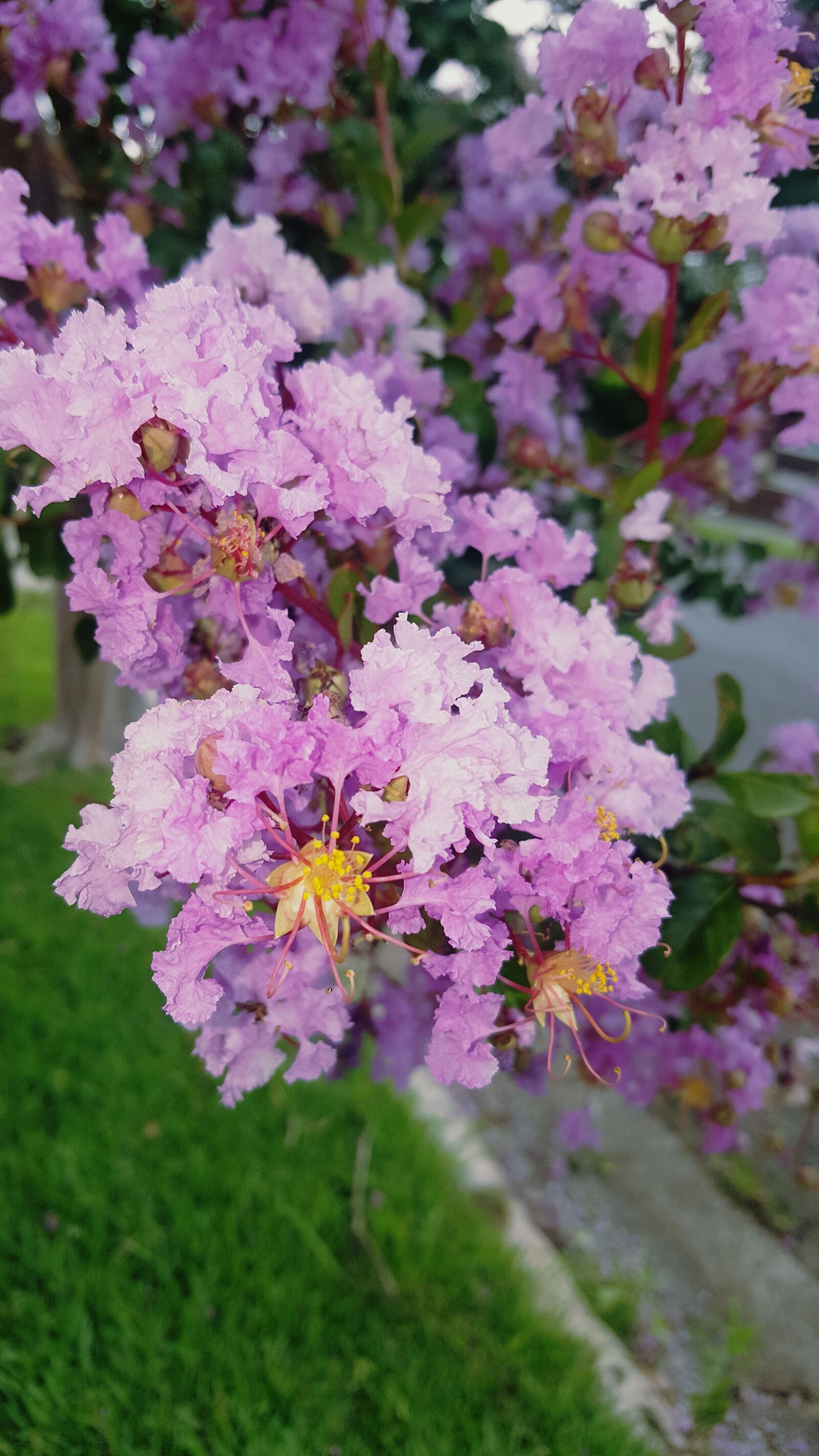 Samsung Galaxy Note5 sample photo. Beautiful, flowers, purple, flowers photography