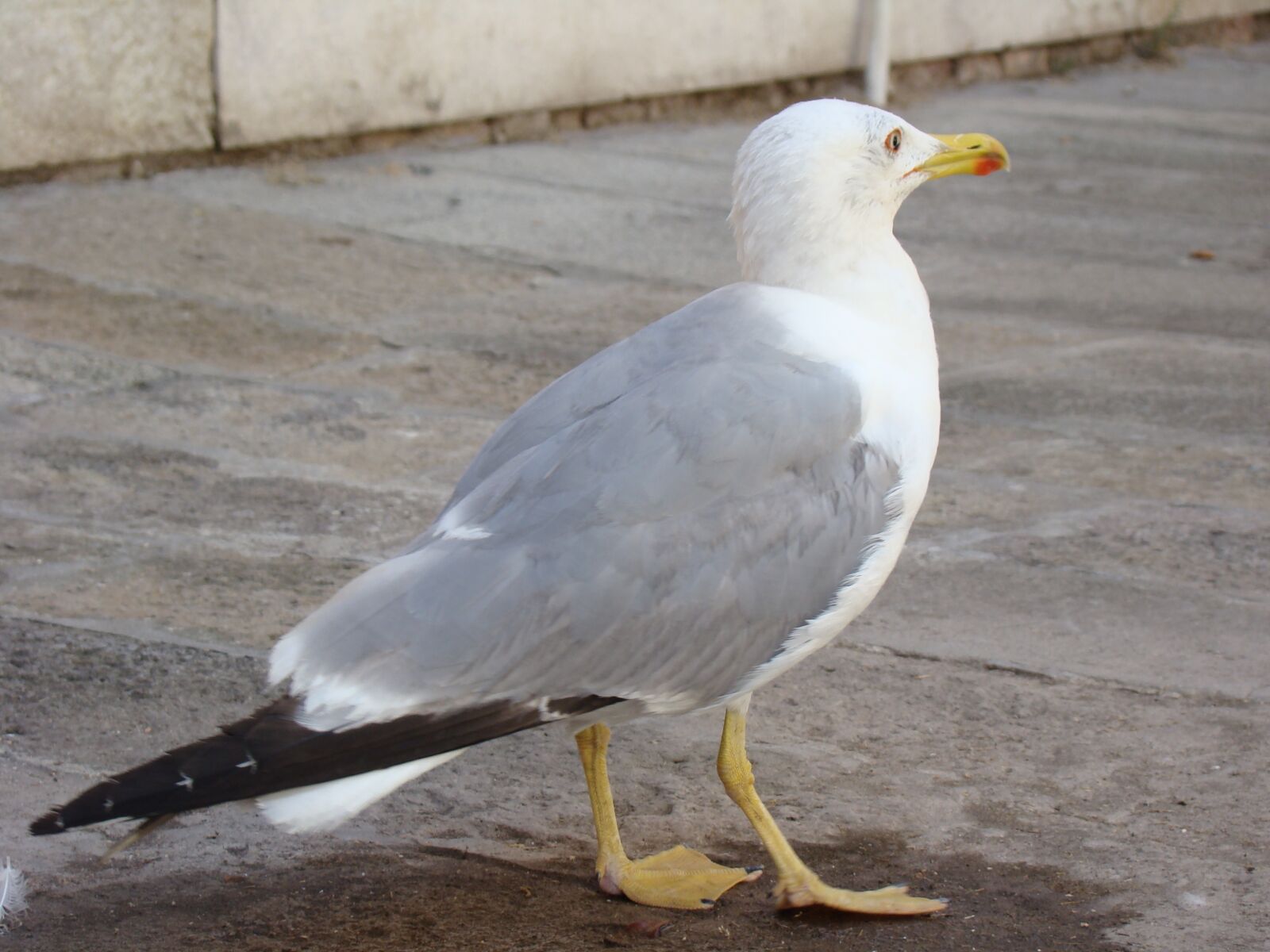 Sony DSC-H9 sample photo. Seagull, bird, sea photography