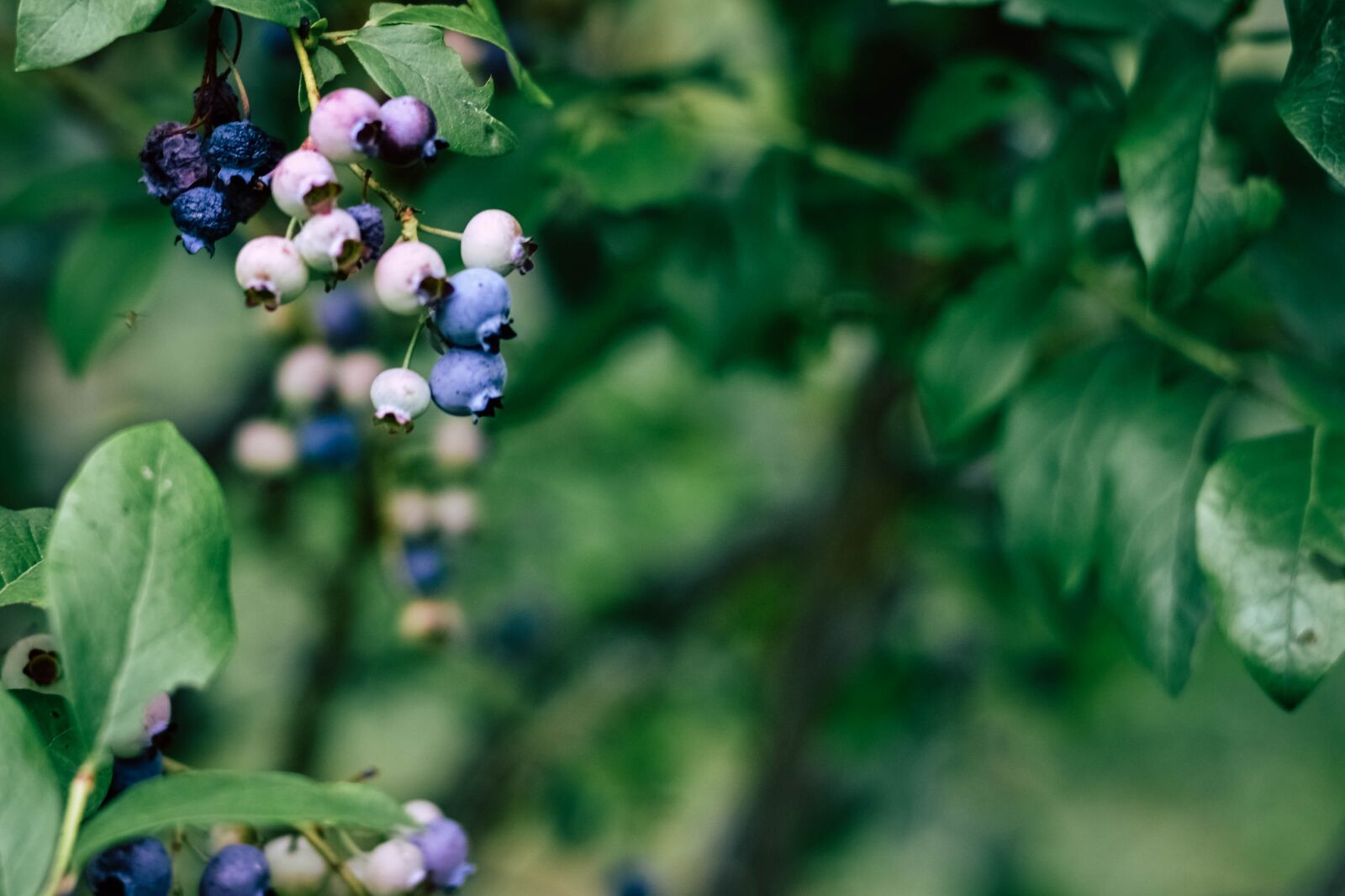 Nikon D3100 sample photo. Blueberry, blueberry bush, blueberries photography