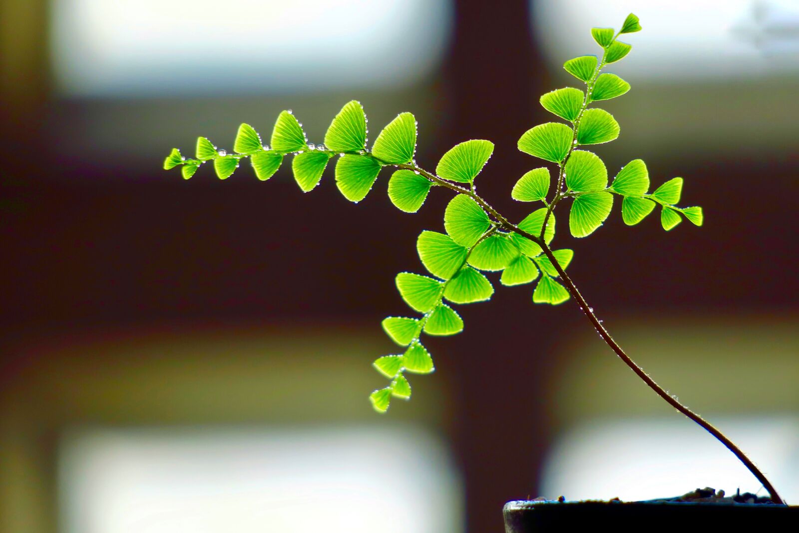Canon PowerShot G3 X sample photo. Plant, fern, leaf photography