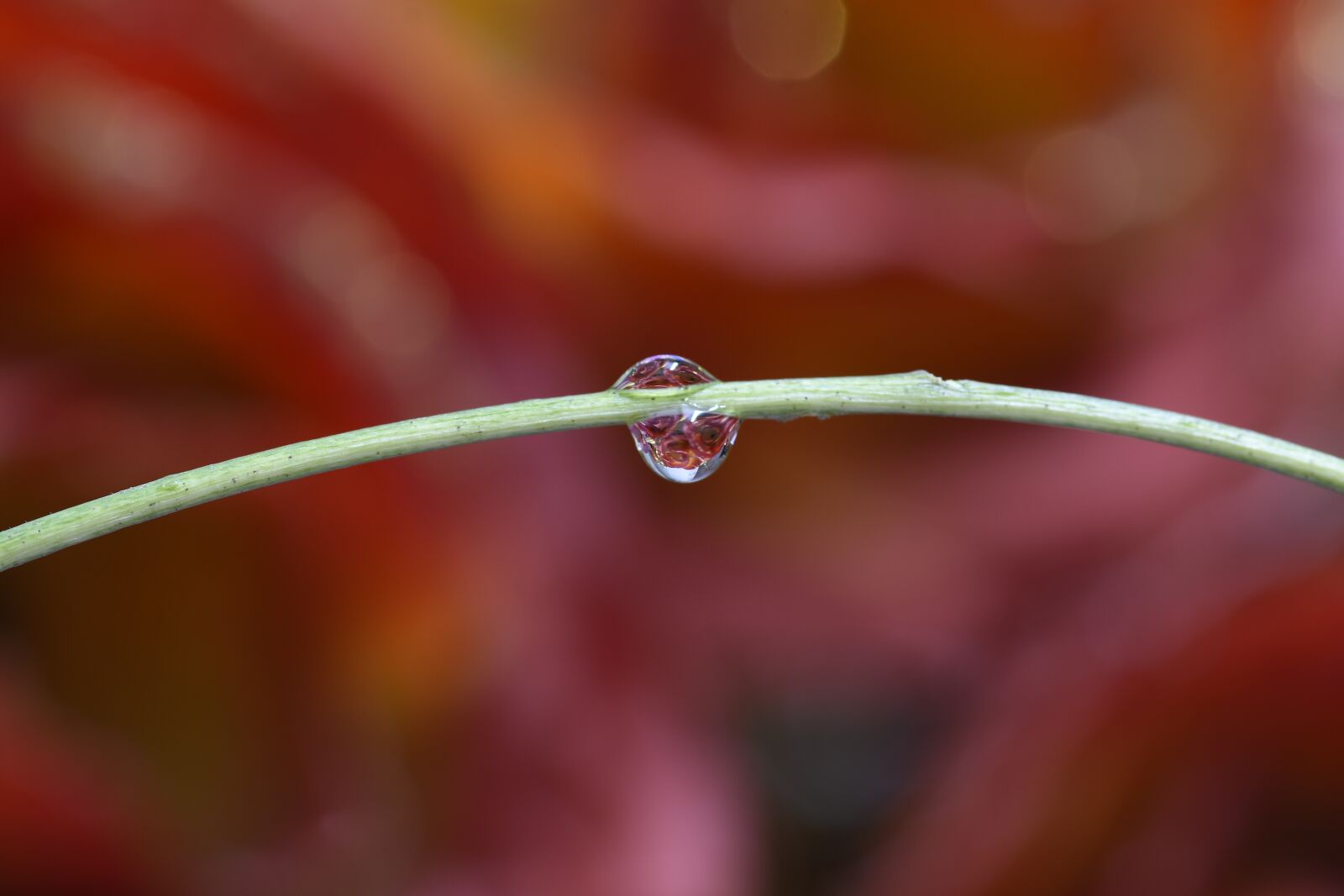 Nikon D7200 sample photo. Micro, water droplets, transparent photography