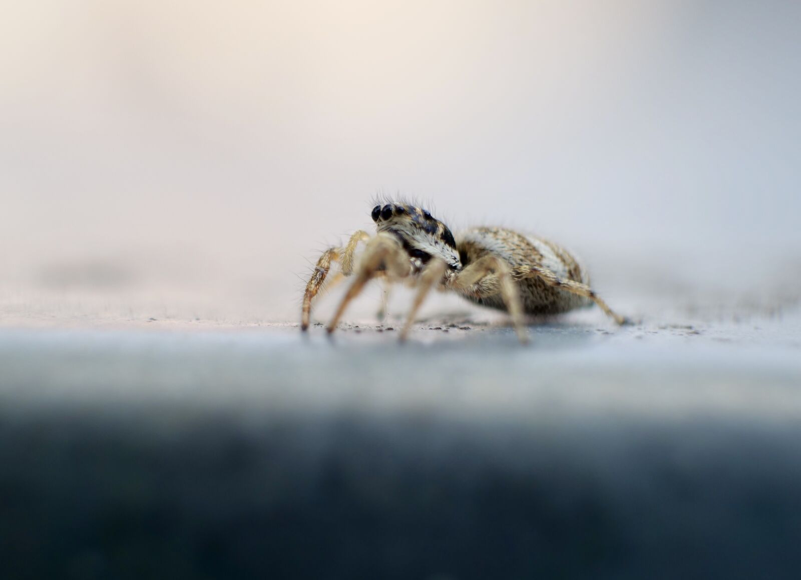 Panasonic Lumix DC-G9 sample photo. Macro, spider, insect photography