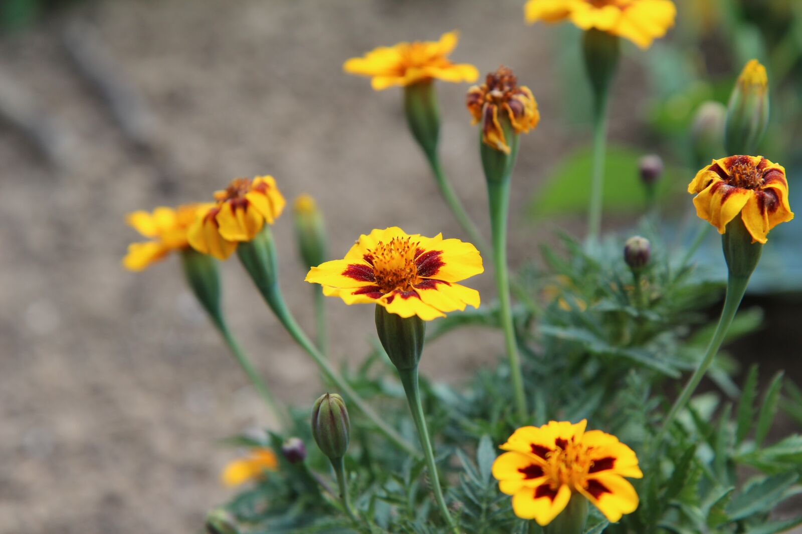 Canon EOS 600D (Rebel EOS T3i / EOS Kiss X5) sample photo. Carnation of india legionnaire photography