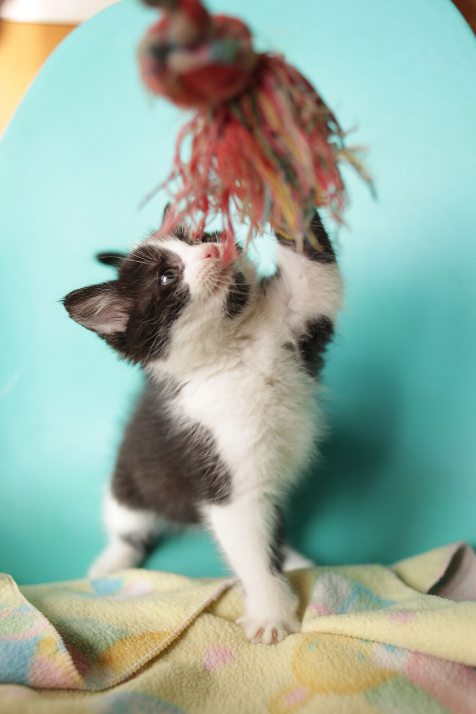 Canon EOS 5D Mark II sample photo. Kitty, kitten, cat photography