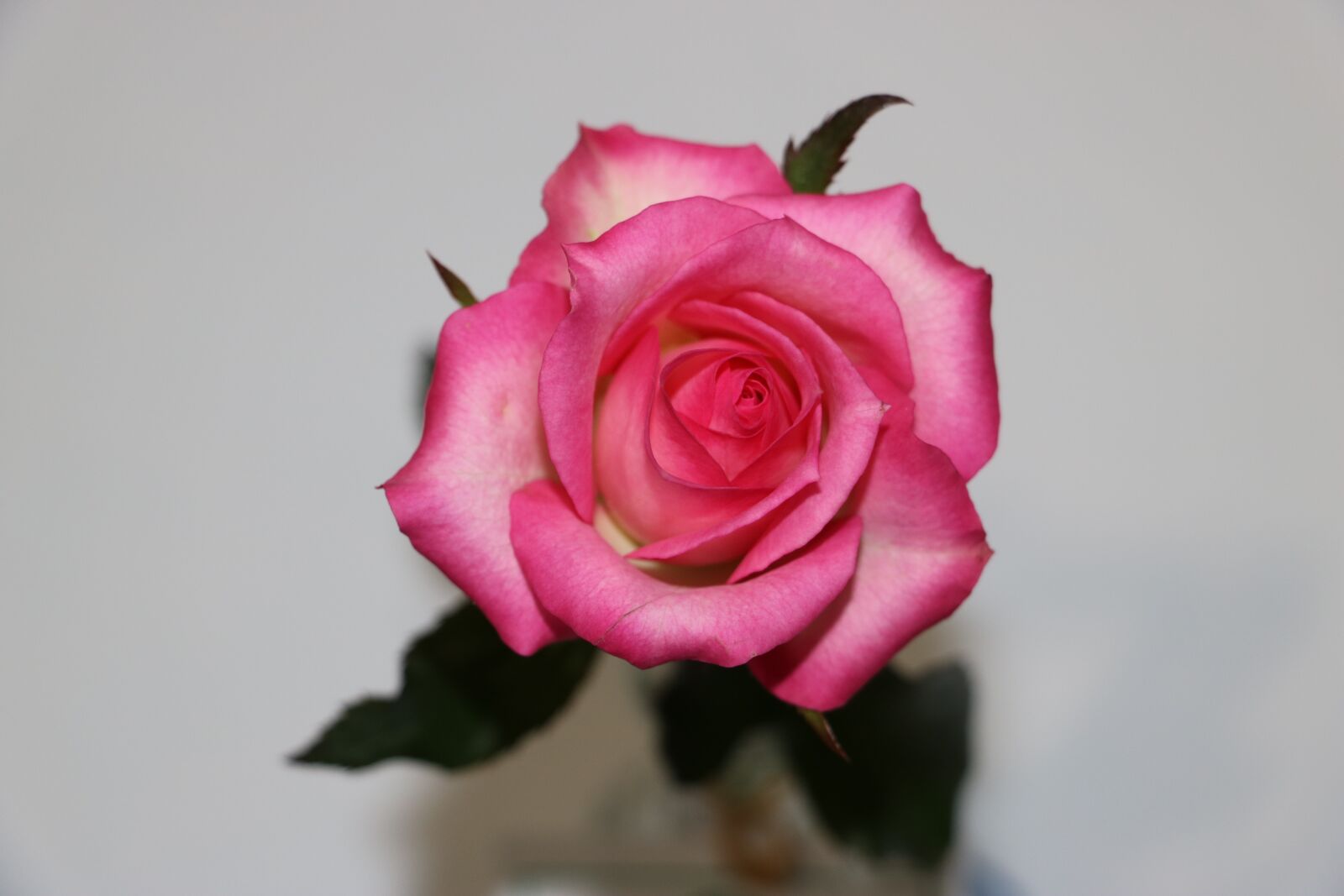 Canon EOS 760D (EOS Rebel T6s / EOS 8000D) + Canon EF-S 18-135mm F3.5-5.6 IS STM sample photo. Rose, pink, romantic photography