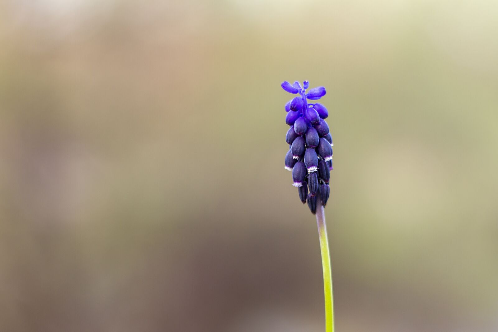 Canon EOS 7D sample photo. Flower, spring, purple photography
