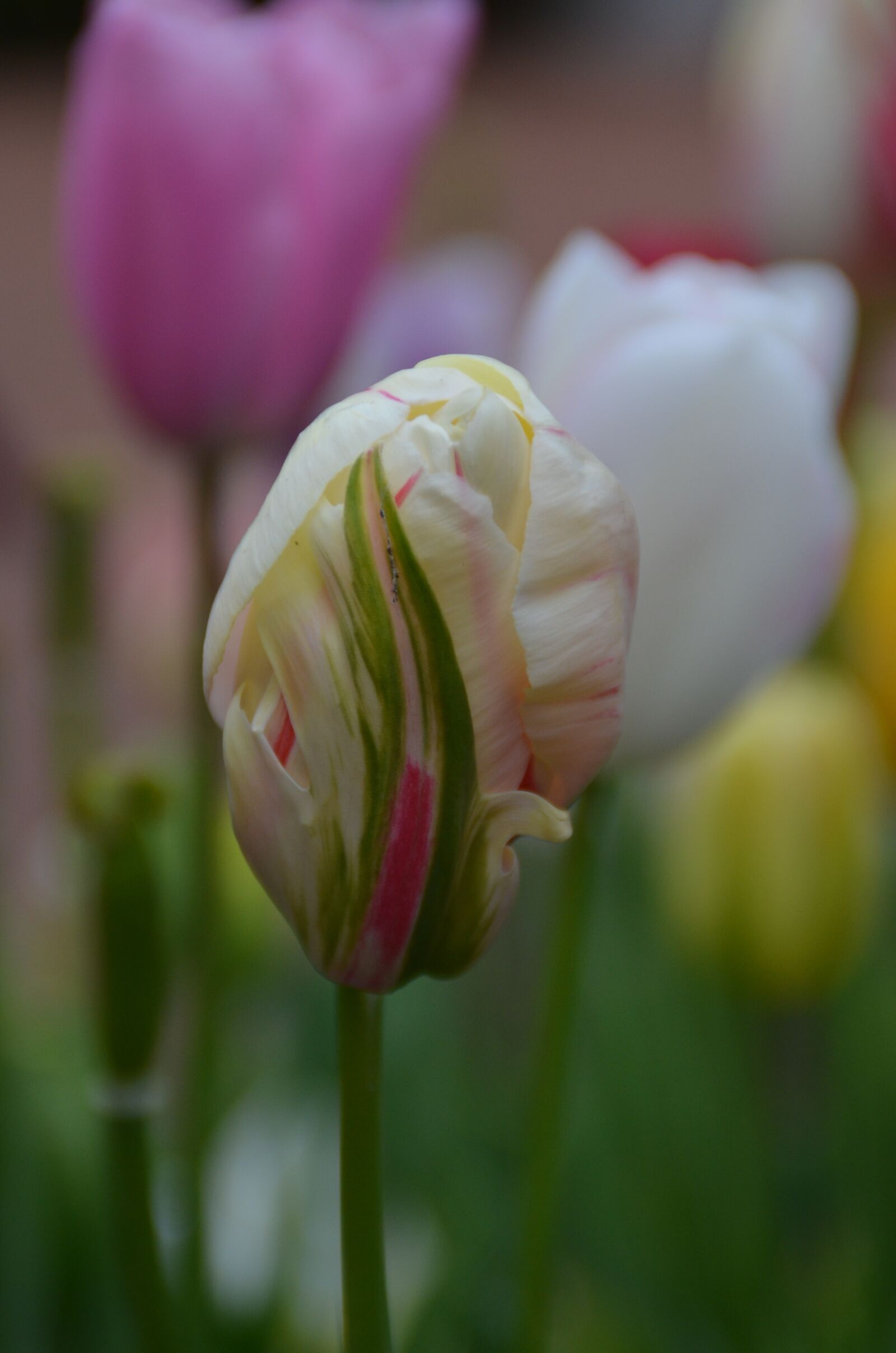 Nikon D5100 sample photo. Tulip bud, keukenhof, holland photography