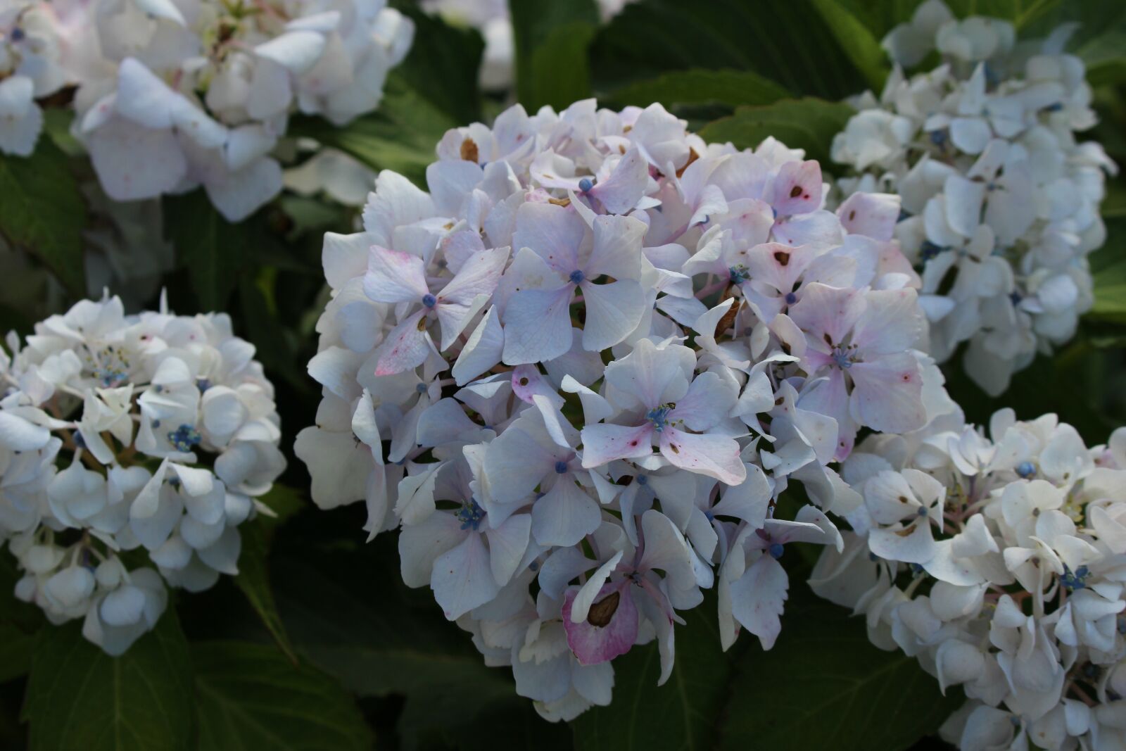 Canon EOS 100D (EOS Rebel SL1 / EOS Kiss X7) sample photo. Hydrangeas, garden, flowers photography