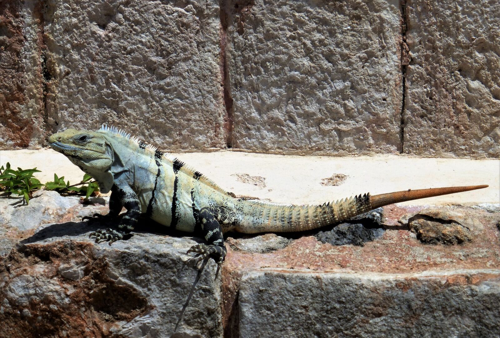 Panasonic Lumix DMC-ZS25 (Lumix DMC-TZ35) sample photo. Nature, mexico, reptile photography