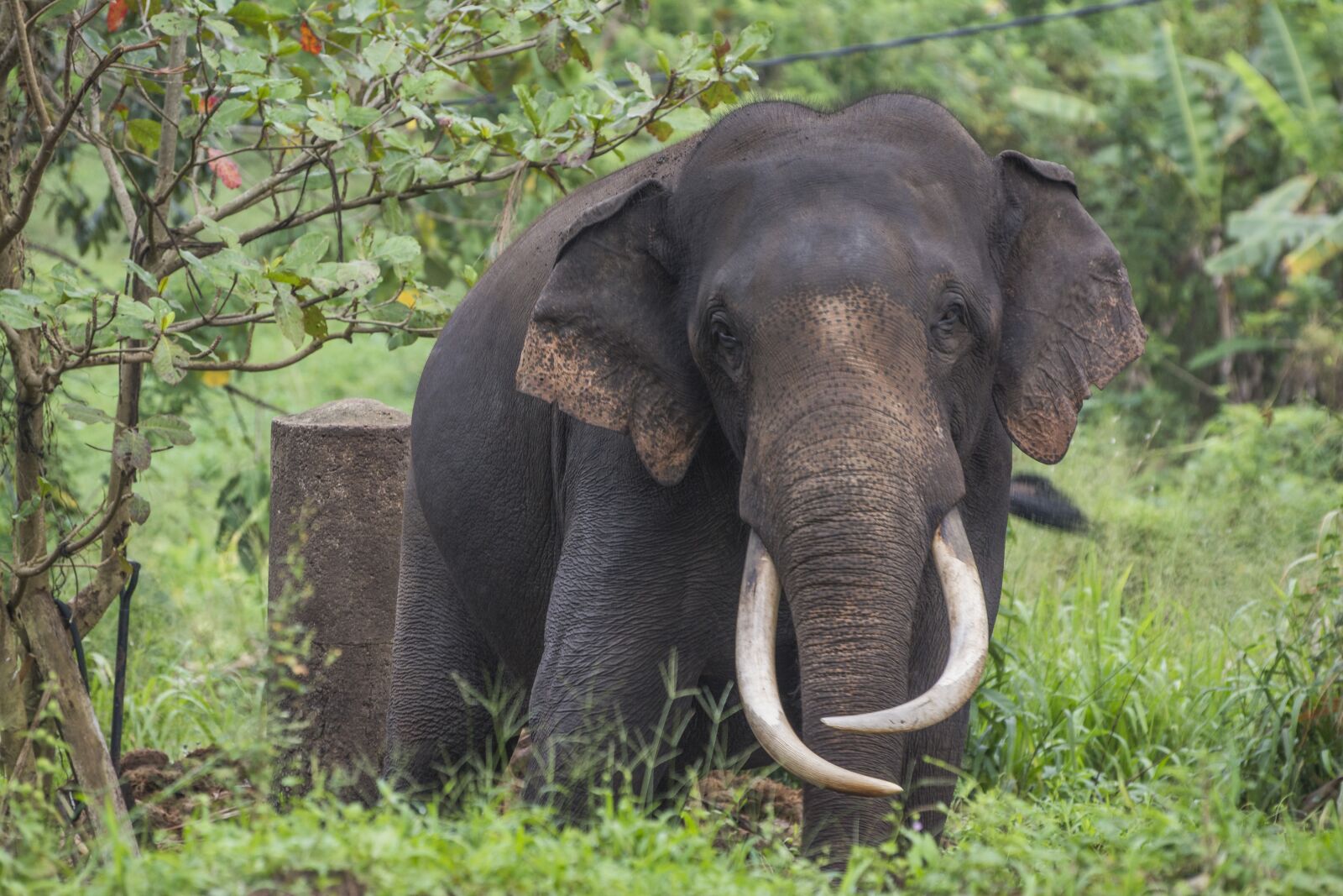 Nikon D5200 sample photo. Elephant, sri lanka, proboscis photography