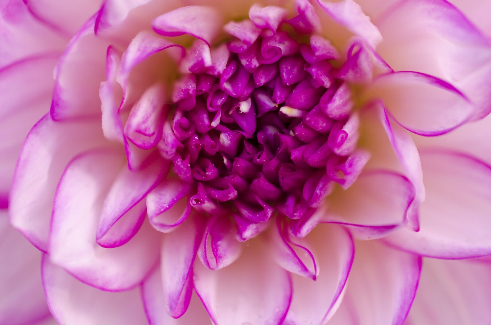 Nikon D5100 sample photo. Dahlia, flower, blossom photography