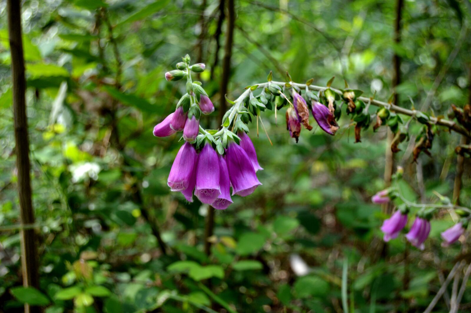 Nikon D3200 sample photo. Bells, plant, flowers photography