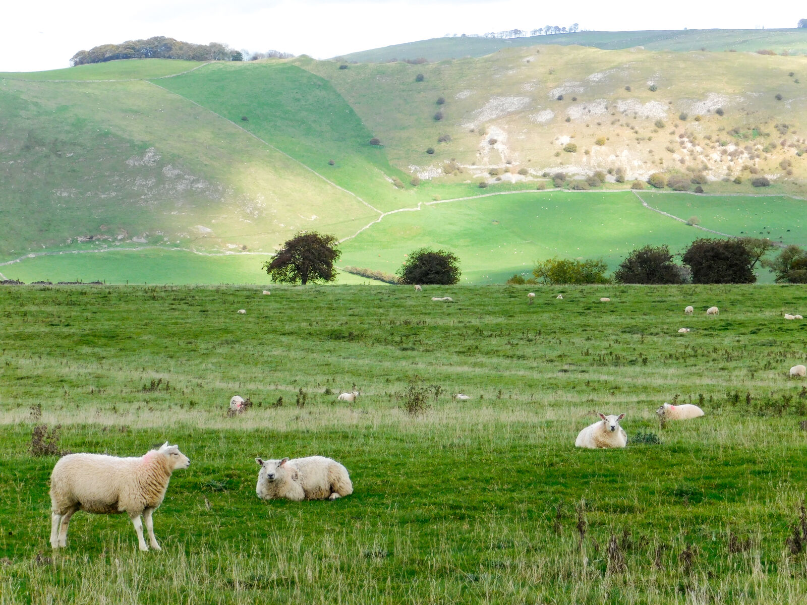 Nikon Coolpix L840 sample photo. Animals, countryside, green, hills photography