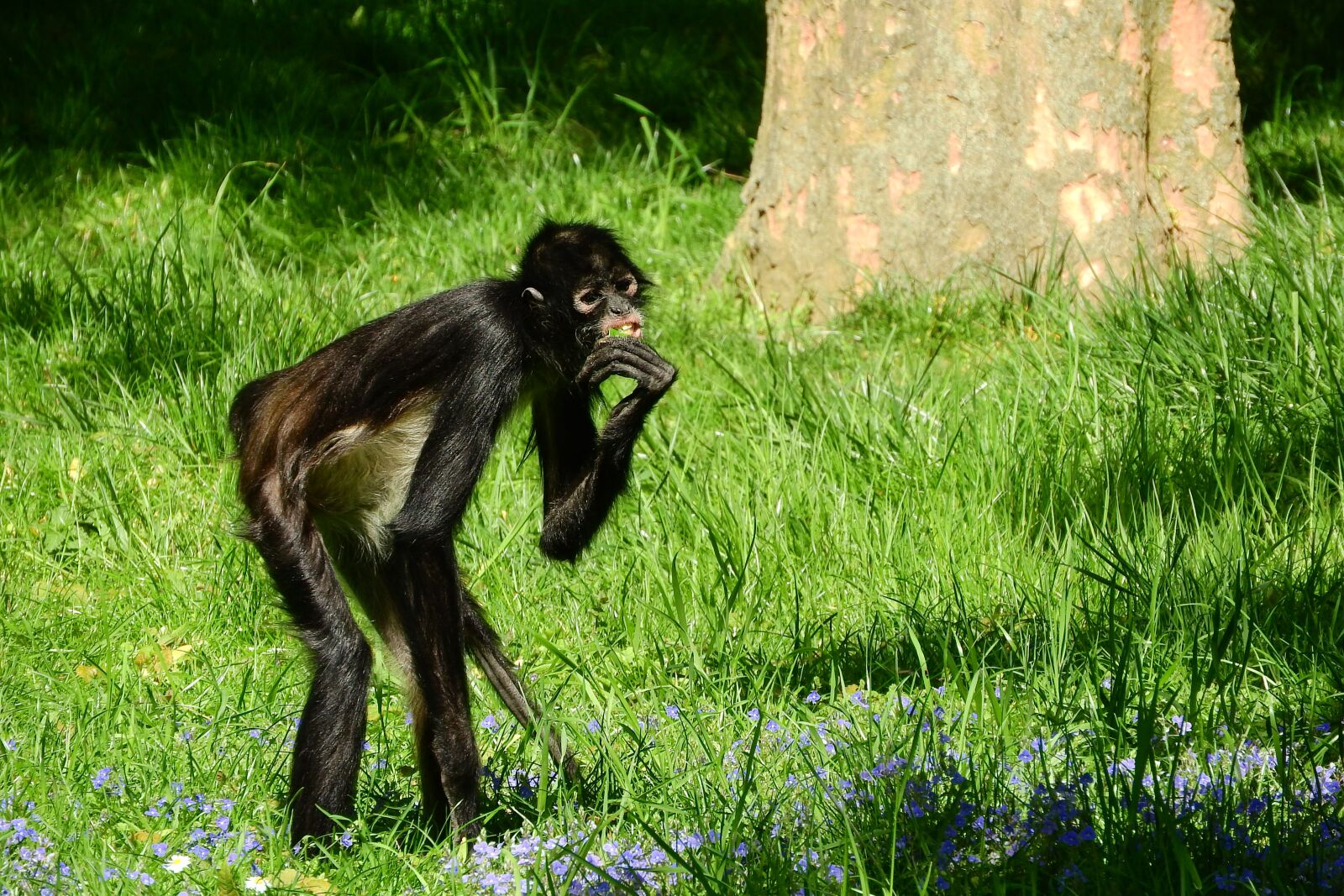 Nikon Coolpix P610 sample photo. Geoffroy's spider monkey, ateles photography