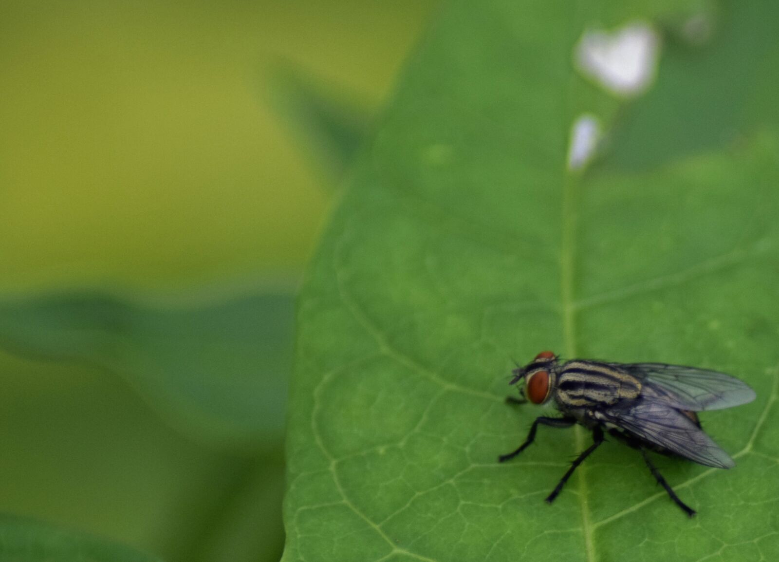Nikon D3300 sample photo. Insect, nature, leaf photography