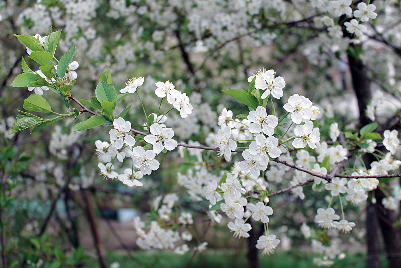 Canon EOS 1100D (EOS Rebel T3 / EOS Kiss X50) sample photo. Spring, flowering branch, flowering photography