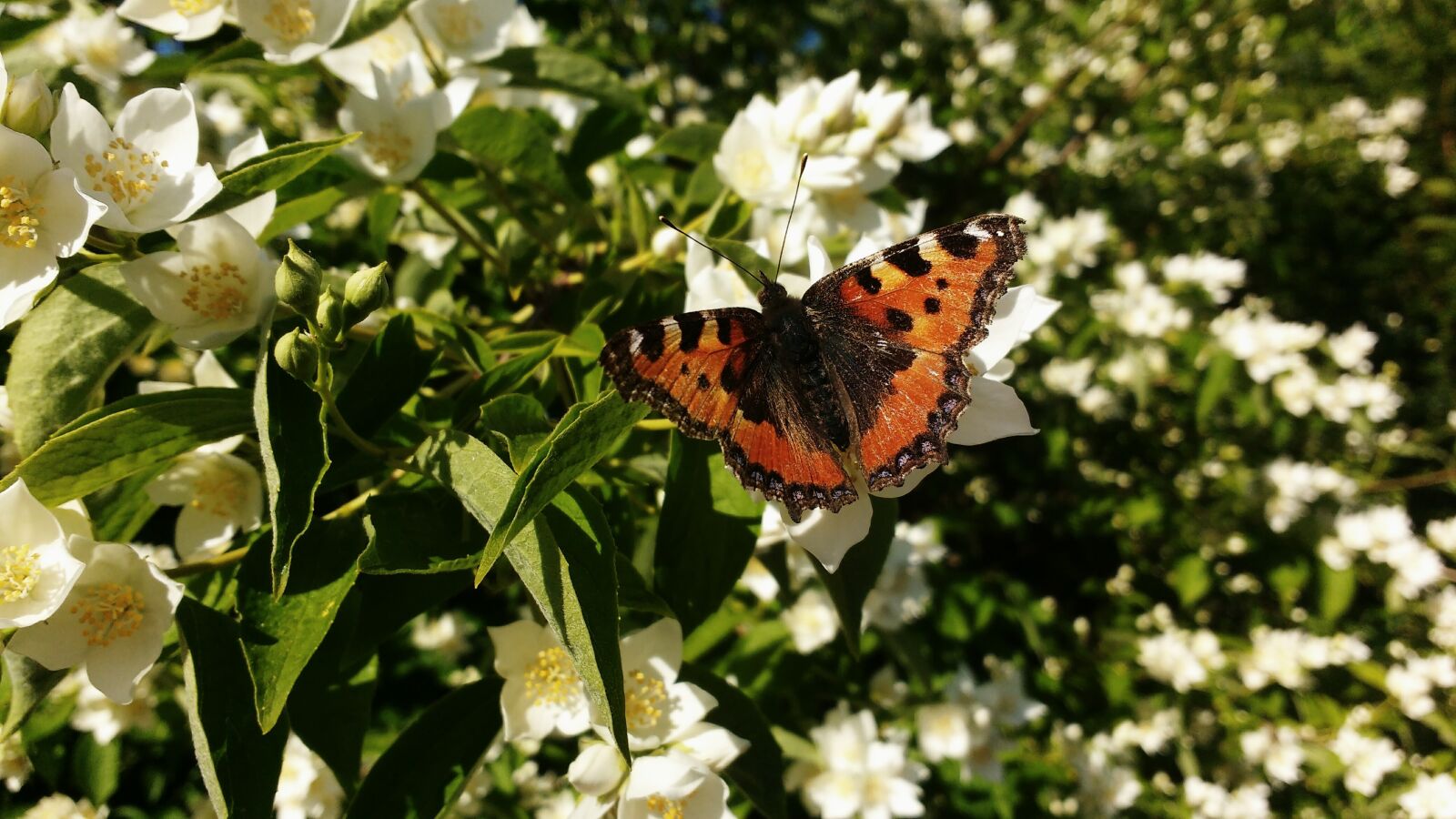 Motorola MotoG3 sample photo. Butterfly, summer, white flower photography